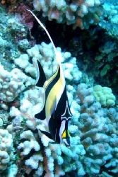 Moorish Idol. Taken at Molokini Hawaii.
Olympus C-4000Z ... by Kevin Panizza 